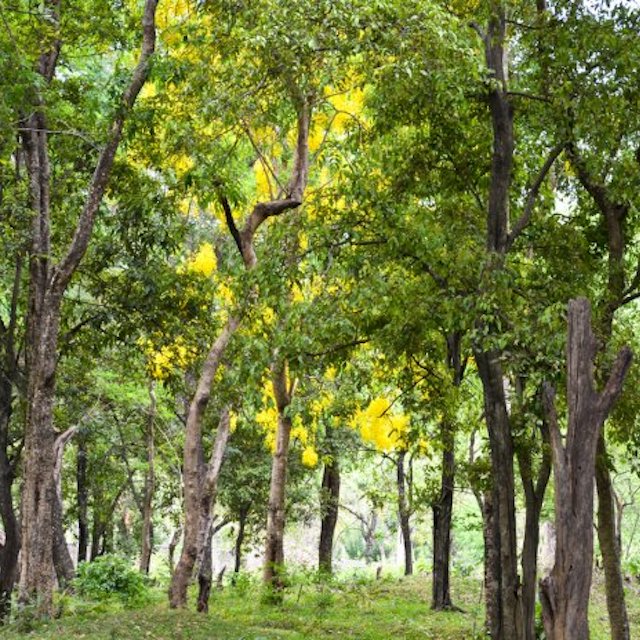 Sandalwood In Oak